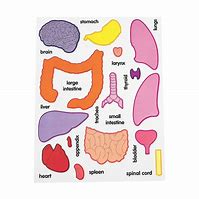 Image result for Life-Size Printable Organ Parts