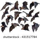Image result for Spider Bat L