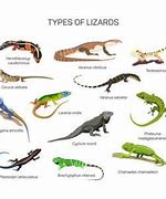 Image result for What Is the Biggest Type of Lizard