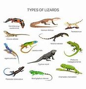 Image result for Lizard Identification Chart