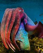 Image result for Ocean Creatures