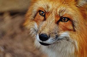 Image result for Nature Animals Fox