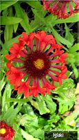 Image result for Gaillardia Frenzy ®