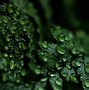 Image result for Green Black Leaves Texture