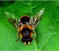 Image result for Flies That Look Like Bees