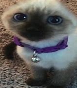 Image result for Ahhh Cat