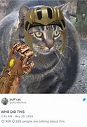 Image result for Cat Flexing Meme