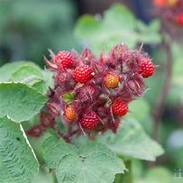 Image result for Rubus phoenicolasius