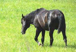 Image result for FL Cracker Horses