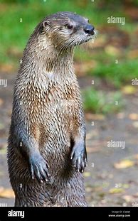 Image result for River Otter Standing