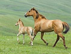Image result for Cute Baby Horses Wallpaper