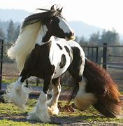 Image result for Gypsy Vanner Horses Mustache