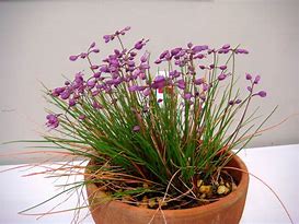 Image result for Allium virgunculae var. kiiense