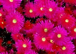 Image result for Rosea Ice Plant