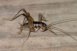 Image result for Oklahoma Spider Crickets