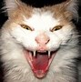 Image result for Cute and Scary Animal