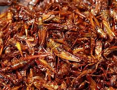 Image result for Fried Grasshopper