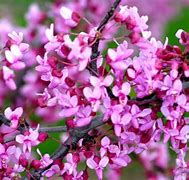 Image result for Miniature Flowering Trees