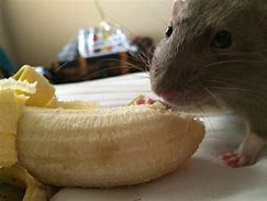 Image result for Rodent Banana Meme