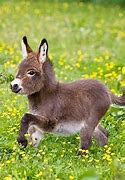 Image result for What Is a Donkey