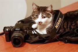 Image result for Cat with Camera