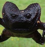 Image result for Black Rain Frog Meme