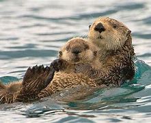Image result for Photos of Sea Otters