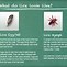 Image result for What Do Lice Bugs Look Like