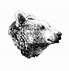 Image result for Drawing of Bear Head