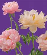 Image result for 1-800-Flowers