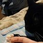 Image result for Ingrown Cat Claw