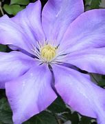 Image result for Lavender Clematis Plant