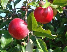 Image result for Two Apples Are Plsced On a Balnce