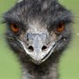 Image result for Emu Bird Australia