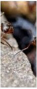 Image result for Garden Ant