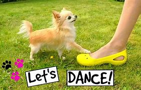Image result for Dancing Chihuahua Dog