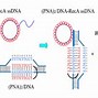 Image result for Differential Lysis in Pathogen Detection