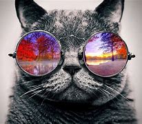 Image result for Cool Cat Wallpaper Ever