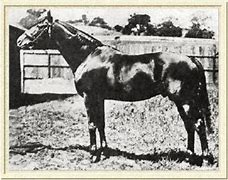 Image result for Ormonde Horse