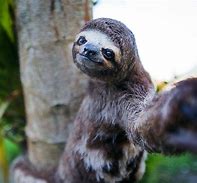 Image result for Sloth with Car Selfie Wallpaper