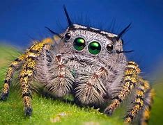 Image result for Insects and Spiders
