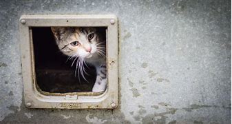Image result for Cat Doors