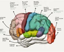 Image result for The Part Controls Memory in the Brain