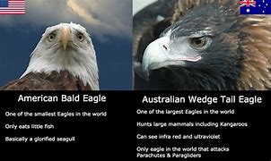 Image result for Eagles Memes 2018