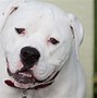 Image result for Pitbull Breed Types