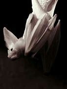 Image result for Albino Vampire Bat