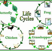 Image result for Biology Cycle