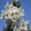 Image result for Clematis early sensation