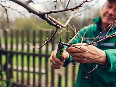 Image result for Tree Pruning Pictures