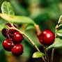 Image result for Blackberries Fruit